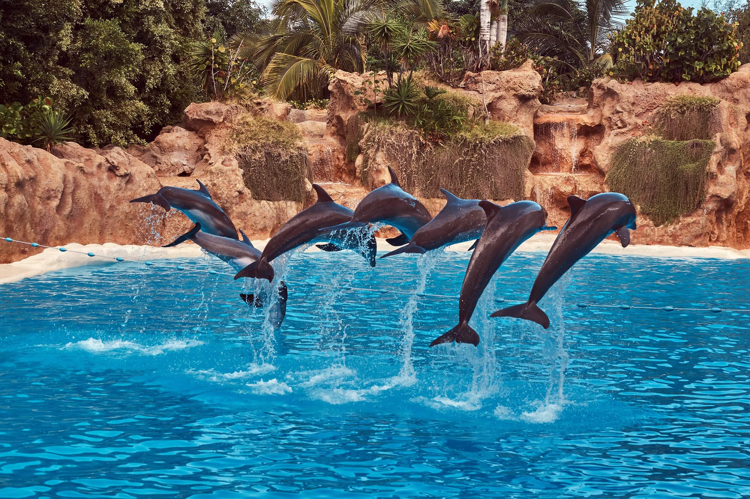 Dolphin show in Thailand with dolphins jumping